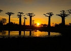 Baobab Abendstimmung