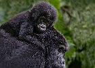 Gorilla mit Baby
