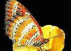 Schmetterling.jpg
